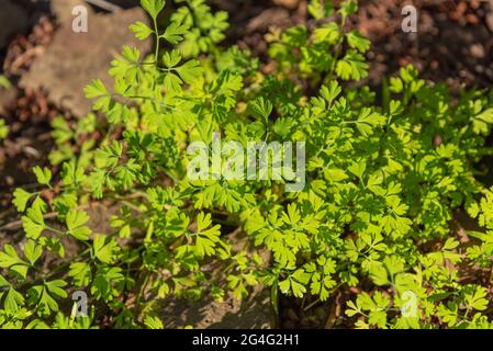 Trifolium repens krautige Pflanzengruppe. Pflanze, die Teil der Familie der Fabaceae ist, die eine Reihe von Gemüse vereint. Zusätzlich zum sein Stockfoto