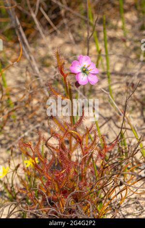 Nahaufnahme der Sundaw Drosera cistiflora, aufgenommen in der Nähe von VanRhynsdorp im westlichen Kap von Südafrika Stockfoto