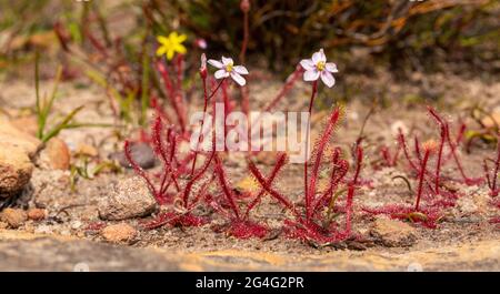 Südafrikanische Wildblume: Drosera alba in natürlichem Lebensraum in der Nähe von Vanrhynsdorp am Westkap von Südafrika Stockfoto