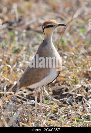 Vogelbeobachtung ist in Südafrika sehr lohnend Stockfoto