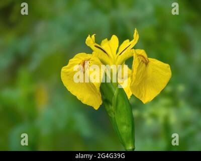 Iris mit wilder gelber Flagge, Iris pseudacorus. Stockfoto
