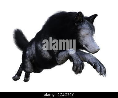 3d-Illustration eines Wolfes mit schwarzem und weißem Fell, das auf weißem Hintergrund springt. Stockfoto