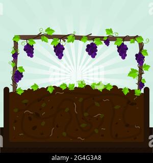 Weinrebe. Trauben und Kompostierung mit organischem Material, Mikroorganismen und Regenwürmern. Abgefallene Blätter auf dem Boden. Stock Vektor