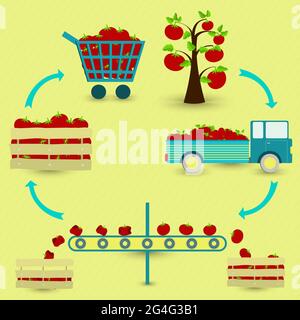 Schritte zur Tomatenproduktion. Tomatenbaum, Ernte, Transport, Trennung von gesunden und verfaulten Tomaten, Verkauf im Lebensmittelgeschäft. In einem kreisförmigen Schema. Stock Vektor