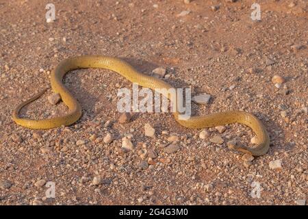 Die giftige Schlange Naja nivea (Cape Cobra) auf einer Straße in der Nähe von VanRhynsdorp im westlichen Kap von Südafrika Stockfoto