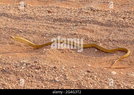 Kap Cobra (Naja nivea) auf der Straße nach Gifberg bei VanRhynsdorp im westlichen Kap von Südafrika Stockfoto