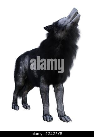 3d-Darstellung eines Wolfes mit schwarz-weißem Fell, das isoliert auf weißem Hintergrund steht und heult. Stockfoto