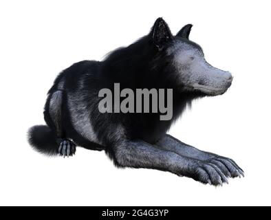 3d-Darstellung eines Wolfes mit schwarzem und weißem Fell, isoliert auf weißem Hintergrund. Stockfoto