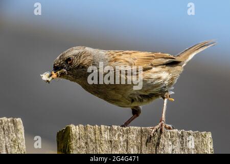 Nahaufnahme eines Dunnocks (Prunella modularis), der einen Schnabel voller Nahrung zu einem Nest in einem Garten bringt, britische Tierwelt Stockfoto