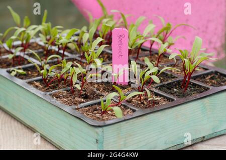 Beta vulgaris. „Boltardy“-markierte Rote-Beete-Sämlinge, die in einer modularen Schale angebaut werden Stockfoto