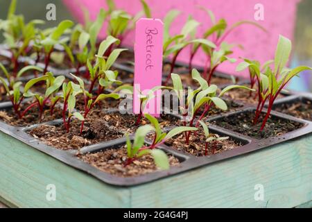 Beta vulgaris. „Boltardy“-markierte Rote-Beete-Sämlinge, die in einer modularen Schale angebaut werden Stockfoto