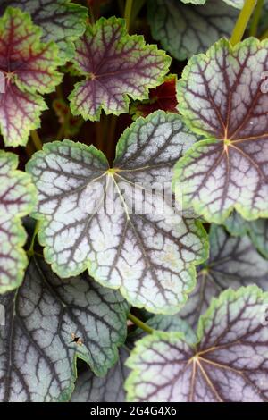 Heuchera „Green Spice“-Korallenglocken mit charakteristischem rot geädertem Laub Stockfoto