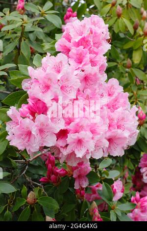 Rhododendron Pink Pearl - Hardy Hybrid Stockfoto