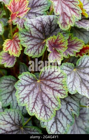 Heuchera „Green Spice“-Korallenglocken mit charakteristischem rot geädertem Laub Stockfoto