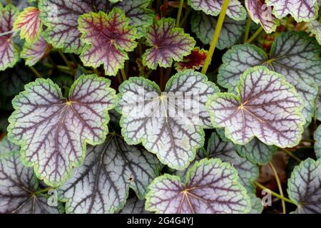 Heuchera „Green Spice“-Korallenglocken mit charakteristischem rot geädertem Laub Stockfoto