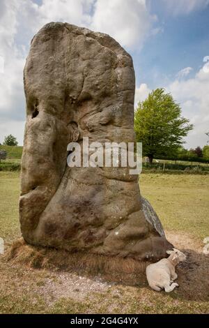 Schafe, die im Schatten eines riesigen Megaliths von Avebury Henge und Steinkreis in Wiltshire UK die größte Hengestruktur in Europa beherbergen Stockfoto