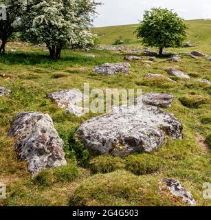 Sarsensteine bei Gray Wethers auf Fyfield Down in Witshire UK Quelle der Megaliths in den nahe gelegenen Avebury Steinkreisen Stockfoto