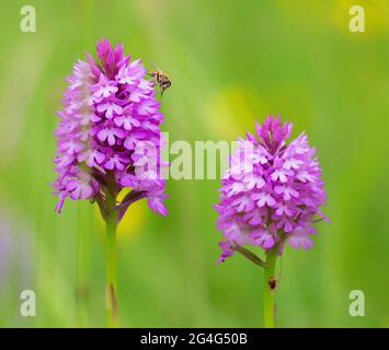 Pyramidenorchidee mit besuchenden Schwebfliegen in einer Somerset-Wiese in Großbritannien Stockfoto