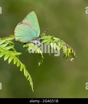 Green Hairstreak Callophrys rubi Restong auf Bracken Frond bei bin Combe auf Exmoor Somerset UK Stockfoto