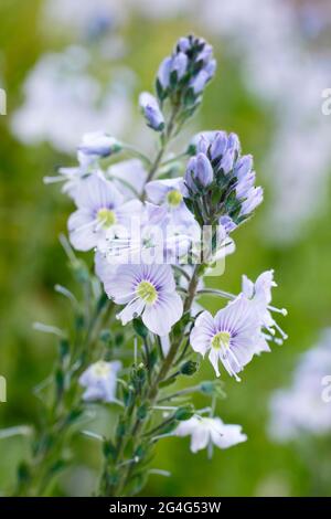 Veronica gentianoides. Enzian-Speedwell mit charakteristischen blassblauen Blütenspitzen. VEREINIGTES KÖNIGREICH Stockfoto