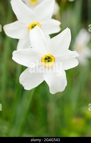 Narcissus poeticus; allgemein bekannt als Narzisse des Dichters oder als Auge des Phasans. Stockfoto