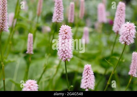 Persicaria bistorta ‘Superba’. Gemeine Bistorte, die in einer Gartengrenze wächst. VEREINIGTES KÖNIGREICH Stockfoto