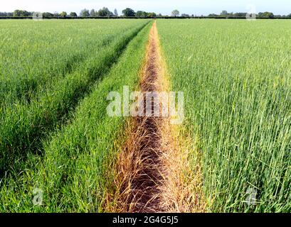 Fußweg durch ein Weizenfeld, definiert durch Sprühen mit chemischem Herbizid - Norfolk UK Stockfoto