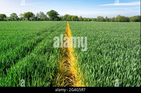 Fußweg durch ein Weizenfeld, definiert durch Sprühen mit chemischem Herbizid - Norfolk UK Stockfoto