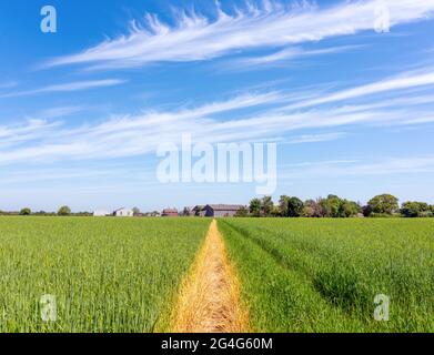 Fußweg durch ein Weizenfeld, definiert durch Sprühen mit chemischem Herbizid - Norfolk UK Stockfoto