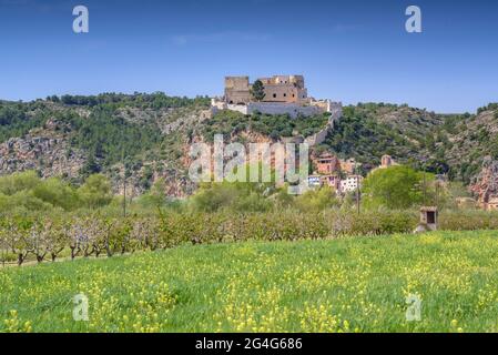 Kirschblütenfelder im Frühling in der Nähe von Miravet (Tarragona, Katalonien, Spanien) ESP: Campos de cerezos florecidos en primavera cerca de Miravet Stockfoto