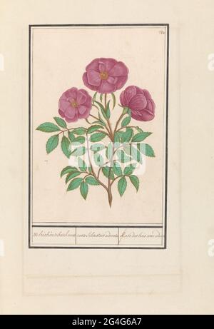 Wildrose (Rosa); duftende Bosch-Rose / Rosa Silverstris Adorata. / Rose des Bois avec Odeur. Wild duftende Rose. Oben rechts nummeriert: 110. Teil des zweiten Albums mit Zeichnungen von Blumen und Pflanzen. Neuntes von zwölf Alben mit Zeichnungen von Tieren, Vögeln und Pflanzen aus der Zeit um 1600, angefertigt von Kaiser Rudolf II. Mit Erklärung auf Niederländisch, Latein und Französisch. Stockfoto