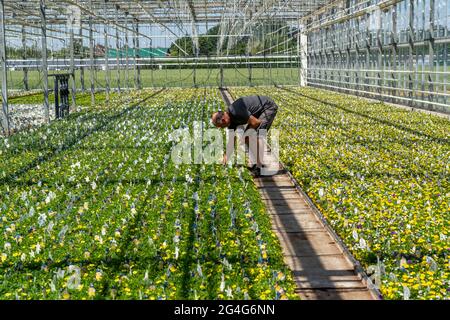 Gartenbau, Gewächshaus, verschiedene Arten von Topfpflanzen wachsen hier, um im Blumenhandel, Supermärkte, Baumarkt, Gartenmärkte, NR verkauft werden Stockfoto