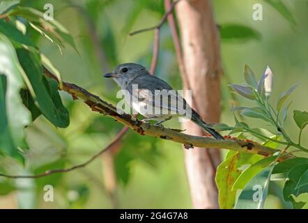 Golden Whistler (Pachycephala pectoralis pectoralis) Weibchen, die auf einem Zweig im Busch im Südosten von Queensland, Australien, thront November Stockfoto