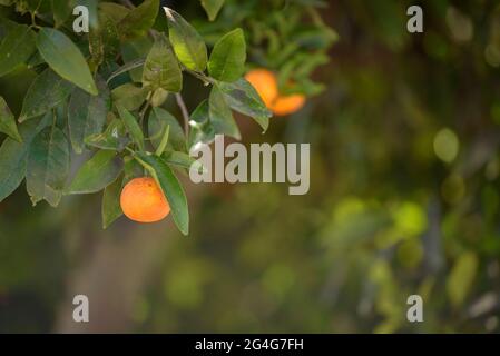 Zitrusbäume in der Nähe der Stadt Miravet (Tarragona, Katalonien, Spanien) ESP: Árboles de cítricos cerca del Pueblo de Miravet (Tarragona, Cataluña, España) Stockfoto