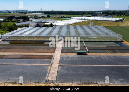 Gartenbau, Bewässerung mit einem Sprinklersystem, Reisen auf Rädern im Freien, Gewächshaus, verschiedene Arten von Topfpflanzen wachsen er Stockfoto