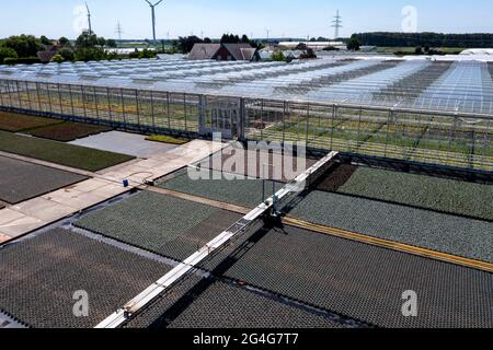 Gartenbau, Bewässerung mit einem Sprinklersystem, Reisen auf Rädern im Freien, Gewächshaus, verschiedene Arten von Topfpflanzen wachsen er Stockfoto