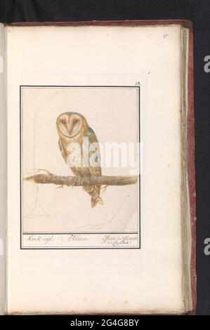 Kircheneule (Tyto Alba); Kirche Uijl. / Aluco. / Effraie (ou) Chouette des Clochers. Scheune Owl. Rechts oben nummeriert: 28. Teil des ersten Albums mit Zeichnungen von Vögeln. Drittes von zwölf Alben mit Zeichnungen von Tieren, Vögeln und Pflanzen, bekannt um 1600, im Auftrag von Kaiser Rudolf II. Mit Erklärung auf Niederländisch, Latein und Französisch. Stockfoto