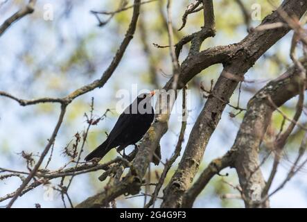Hochbarsch (Turdus merula) Stockfoto