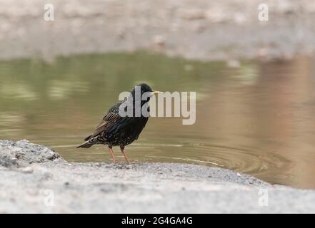 Starling (Sternus vulgaris) neben einer Pfütze zum Trinken und Baden Stockfoto