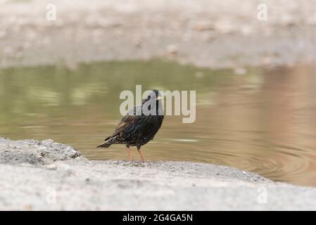 Starling (Sternus vulgaris) neben einer Pfütze zum Trinken und Baden Stockfoto