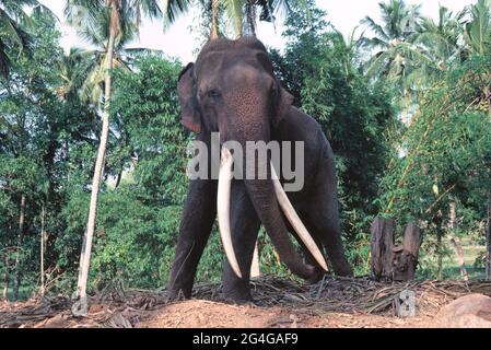 Sri Lanka. Pinnawala. Elefantenbulle (Elephas maximus maximus) Stockfoto