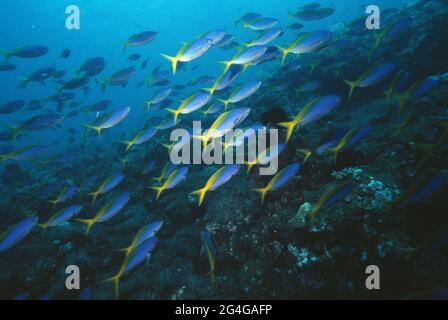 Indonesien. Bali. Unterwasserwelt. Schwarm von Yellowtail Fusilier Fischen. (Caesio teres). Stockfoto