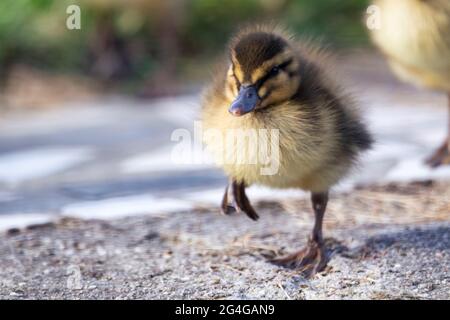 Ein Nahaufnahme Porträt einer kleinen Zine Baby Ente oder Entchen wackeln und zu Fuß auf einer Betonstraße. Das niedliche kleine Küken lief hinter seiner Mutter Stockfoto