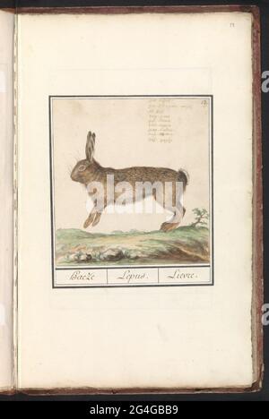 Haas (Lepus Europaeus); Haeze / Lepus. / Lievre. Hae. Oben rechts nummeriert: 13. Oben rechts der Name in neun Sprachen. Teil des ersten Albums mit Zeichnungen von vierbeinigen Freunden. Erstes von zwölf Alben mit Zeichnungen von Tieren, Vögeln und Pflanzen, bekannt um 1600, angefertigt von Kaiser Rudolf II. Mit Erklärung auf Niederländisch, Latein und Französisch. Stockfoto