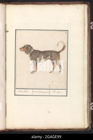 Beagle von Braque (Canis Lupus Familiaris); Brakke. / Canis Sagax, Coulgo brachus / braque. Ein Jagdhund, wahrscheinlich ein Beagle oder ein Braque Français. Oben rechts nummeriert: 4. Teil des ersten Albums mit Zeichnungen von vierbeinigen Freunden. Erstes von zwölf Alben mit Zeichnungen von Tieren, Vögeln und Pflanzen, bekannt um 1600, angefertigt von Kaiser Rudolf II. Mit Erklärung auf Niederländisch, Latein und Französisch. Stockfoto