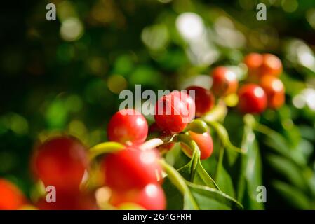 Rote Kaffeebeeren auf der Pflanze in Nahaufnahme mit grünen Blättern Hintergrund. Stockfoto