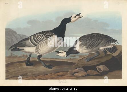 Barnacle Goose, 1836. Stockfoto