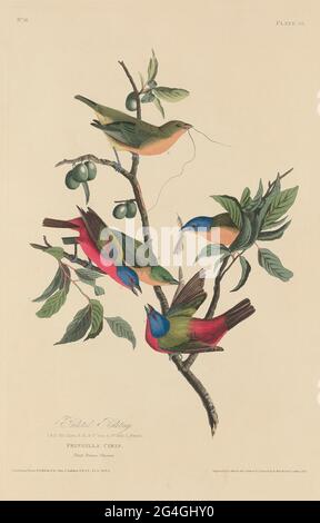 Painted Bunting, 1829. Stockfoto
