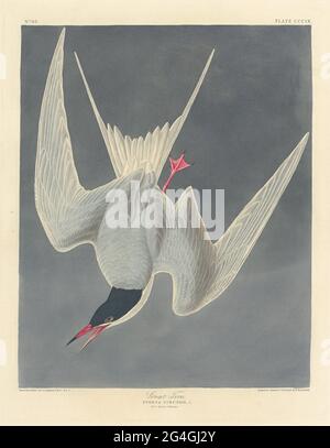 Great Tern, 1836. Stockfoto