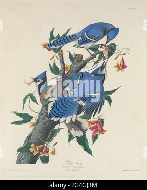 Blauer Jay, 1831. Stockfoto